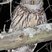 Barred Owl